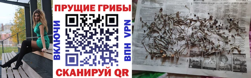 Псилоцибиновые грибы GOLDEN TEACHER  Лениногорск 